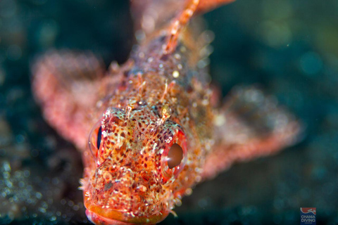 Chania: Scuba Diving and Snorkeling for Beginners by Boat