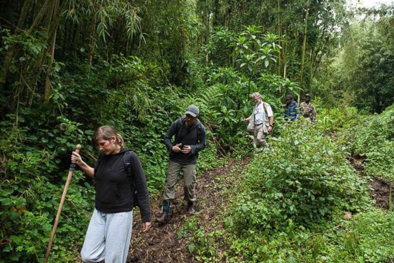 From Kigali : Bisoke Hike at the Volcanoes National Park