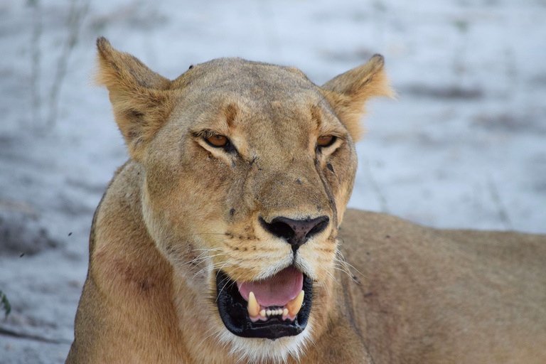 Victoria Falls: Safari game drive tour 3 hours