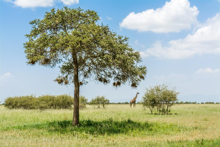 2 dagar 1 natt till Tarangire &amp; Lake manyara från Zanzibar