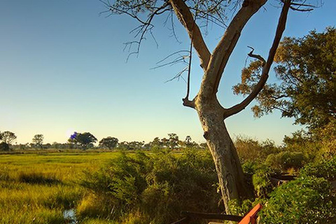 Maun: safari de 8 días por el delta del Okavango con acampada.Maun: safari de 8 días por el delta del Okavango con acampada