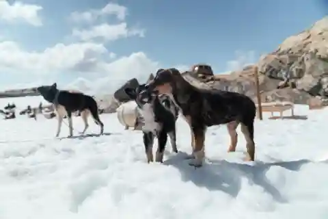 Norwegen: Besuch des Husky-Camps auf dem Folgefonna-Gletscher