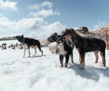 Noorwegen: Huskykamp bezoeken op de top van de Folgefonna-gletsjer