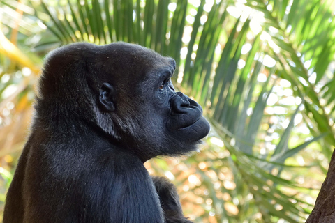 Toronto CityPASS®: Ahorra hasta un 38 % en 5 atracciones principales.Toronto CityPASS®: Ahorra hasta un 38 % en 5 atracciones turísticas principales.