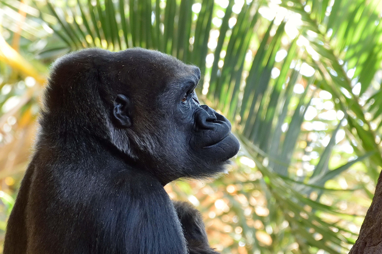 Toronto CityPASS®: Ahorra hasta un 38 % en 5 atracciones principales.Toronto CityPASS®: Ahorra hasta un 38 % en 5 atracciones turísticas principales.