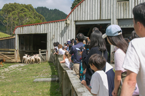 Auckland: Honey Center, Horse Riding & Sheep World Tour