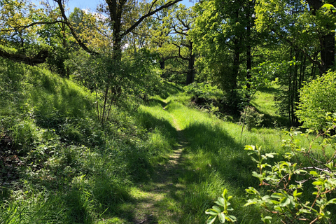 Forest Bathing in Stockholm nature with certified guide Forest bathing with tea-ceremony in mossy nature reserve