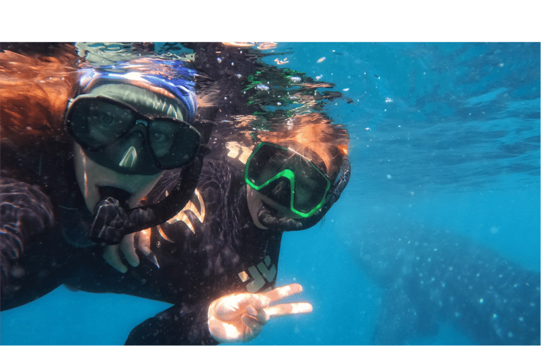 La Paz: Whale Shark Swim Tour with Snorkel Gear & Photos