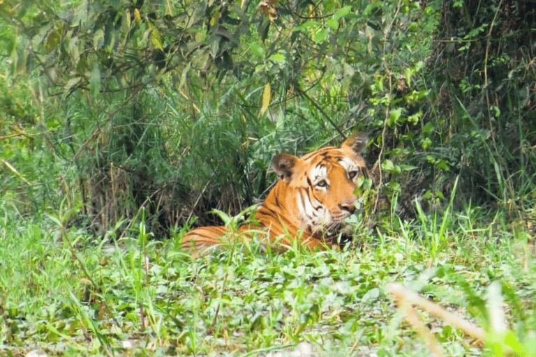 Safari med bengaliska tigrar och enhörningar i ChitwanSafari med bengaltigrar och enhörningar i Chitwan