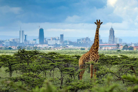 Passeio matinal ou vespertino pelo Parque Nacional de NairobiPasseio de carro pelo Parque Nacional de Nairóbi