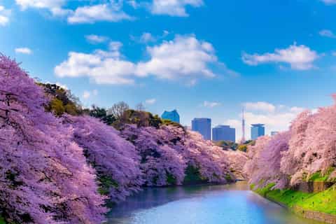Tokyo : promenade et balade en bateau sous les cerisiers en fleurs