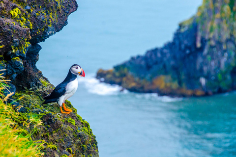 Reykjavík: Plane Wreck, Bird Watching & Glacier Hike