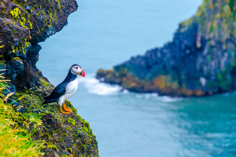 Reykjavík: Plane Wreck, Bird Watching & Glacier Hike