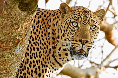 Nairobi National Park half day guided tour.