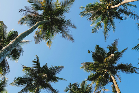 De Colombo: Excursão de 10 dias ao Sri Lanka com guia e hotel