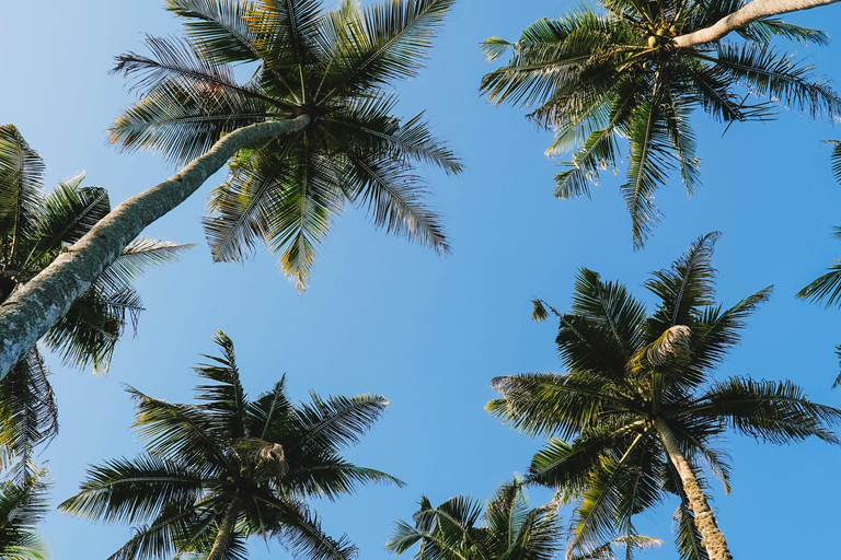 De Colombo: Excursão de 10 dias ao Sri Lanka com guia e hotel