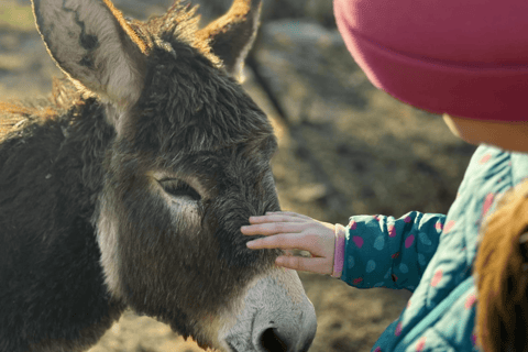 From Budva: Tour of Donkey Farm