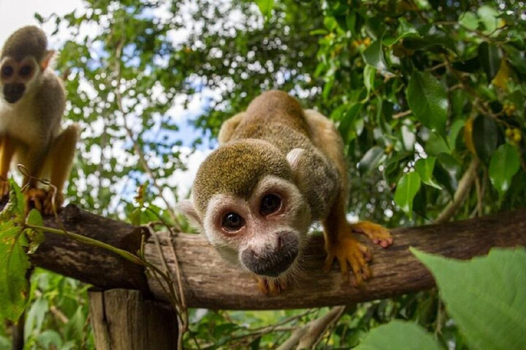 Puerto Plata: Exclusive Monkey Tour for Cruise Passengers
