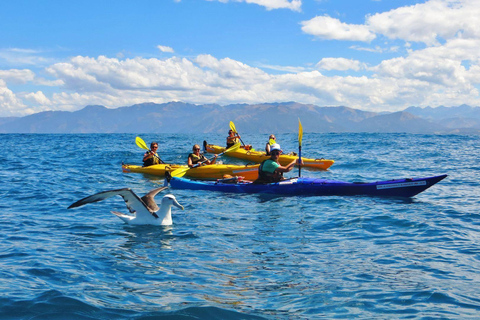 From Christchurch: Kaikōura Day Tour with Kayak