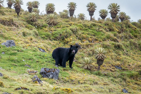 From Bogotá: Siecha Lagoons & Andean Bear Nature Experience