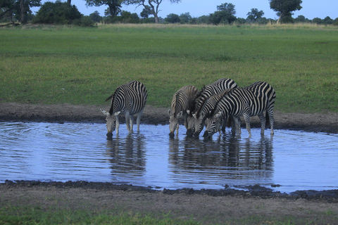 Salt Pans & Delta: Tour with game drives, mokoro & boat trip