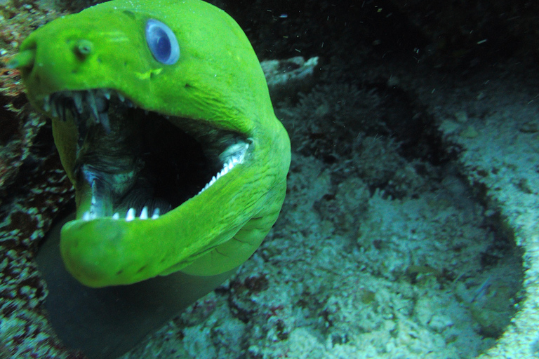 坎昆：在坎昆角进行 2 次珊瑚礁潜水（适合认证潜水员