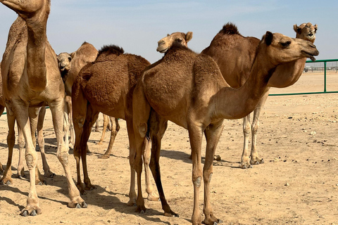 Arabische 1001 Nachten - Besloten Tent Safari Overnachting