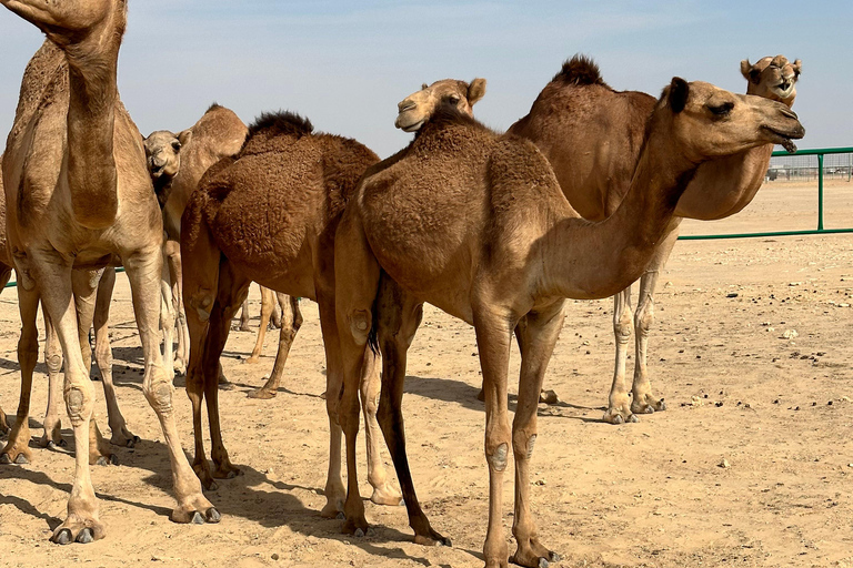 Arabiska 1001 Nätter - Privat tältsafari med övernattning