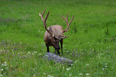 Jackson: Grand Teton & Yellowstone Private Van Tour