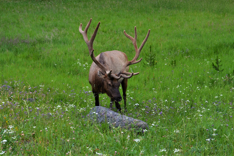 Jackson: Grand Teton & Yellowstone Private Van Tour