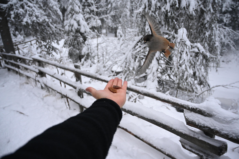 Rovaniemi: Korouoma Frozen Waterfalls Hike & Hot BBQ Lunch Rovaniemi: Korouoma Small Group Guided Hike & Hot BBQ lunch