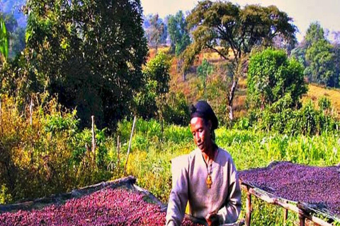 3-Day Coffee Farm & Local Culture Experience in Yirgalem