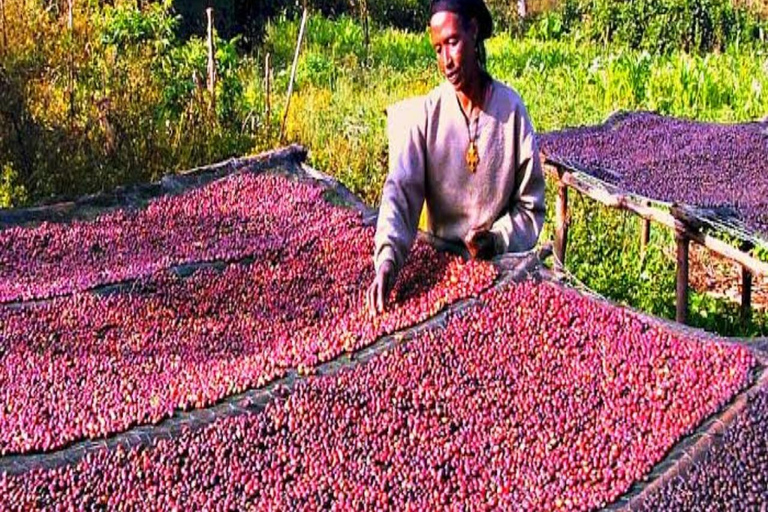 3-Day Coffee Farm & Local Culture Experience in Yirgalem