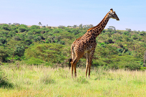 Nairobi National Park: Tour in a 4X4 Van (WiFi Included)Nairobi National Park: Tour in a Safari Van (WiFi Included)