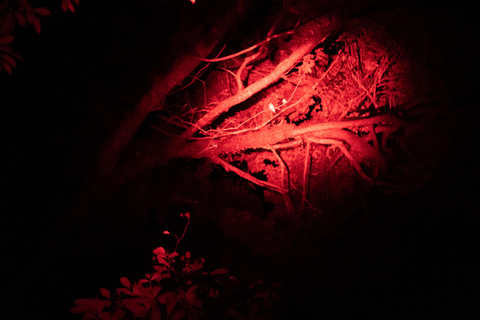 Langkawi : After Dark- Guided Night Rainforest Safari