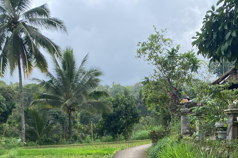 特特巴图：瀑布、香料、梯田、猴子森林特特巴图之旅、香料、瀑布、梯田、猴林