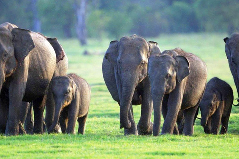 Depuis Colombo : Excursion d'une journée à Sigiriya et Dambulla et safari sauvage