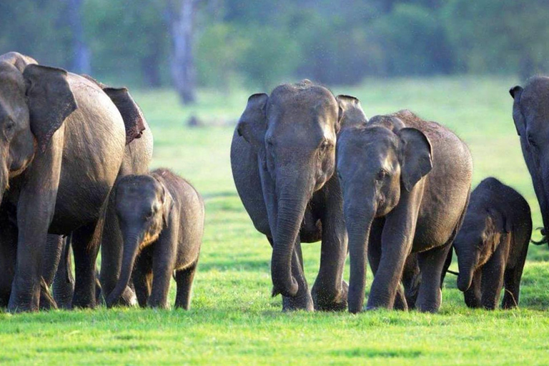 Depuis Colombo : Excursion d'une journée à Sigiriya et Dambulla et safari sauvage