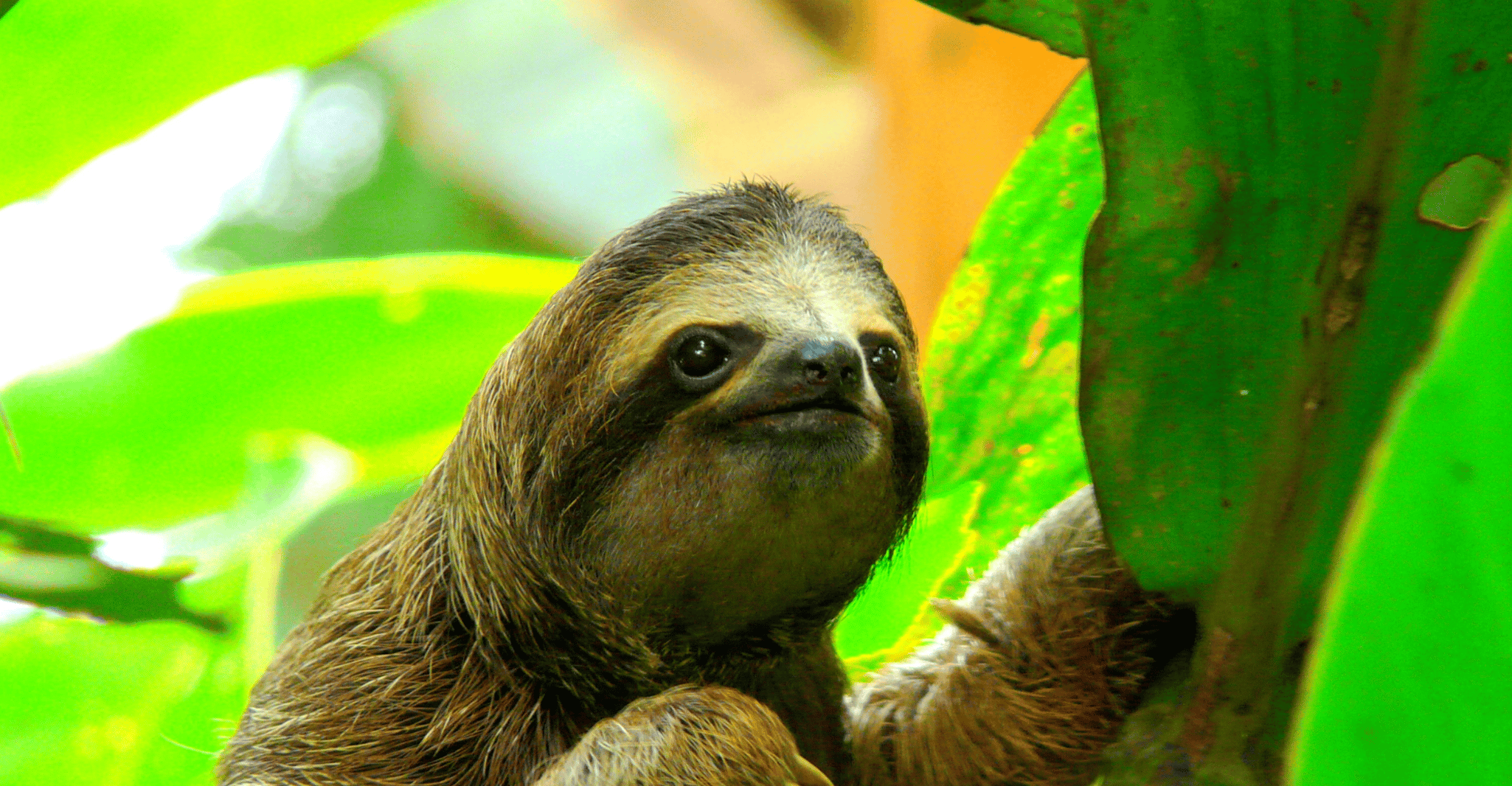 Looking for the Sloth Bear and visit the Monkey Refuge. - Housity