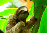 Looking for the Sloth Bear and visit the Monkey Refuge. - Housity
