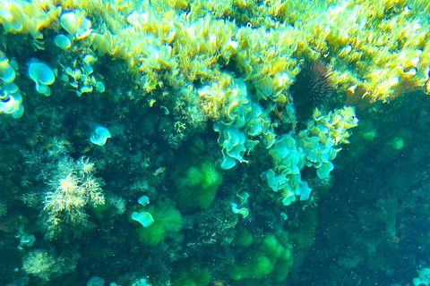 Alcudia: sightseeing, zeegrotten en snorkelavontuur per boot3 uur durende speedboottocht - grotten, snorkelen en sightseeing