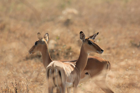 2 Dagen Mikumi met Comfortabel Resort (Open Jeep Game Drive)