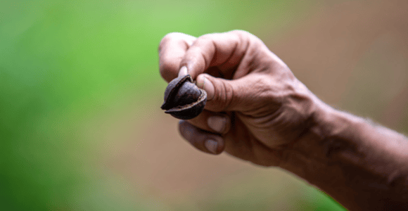 Maui: Macadamia Nut Farm and Hydroponic Tour with Lunch
