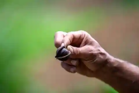 Maui: Macadamia Nut Farm and Hydroponic Tour with Lunch
