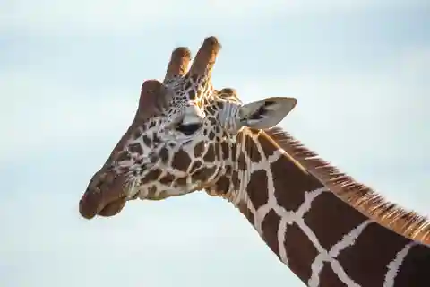 3 giorni di fantastico parco nazionale di Mikumi