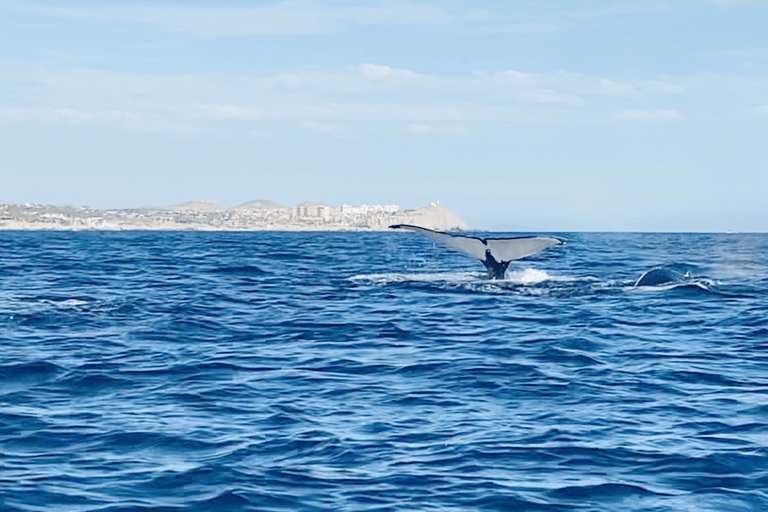 Whale Watching in La Paz – Gray Whale Encounter