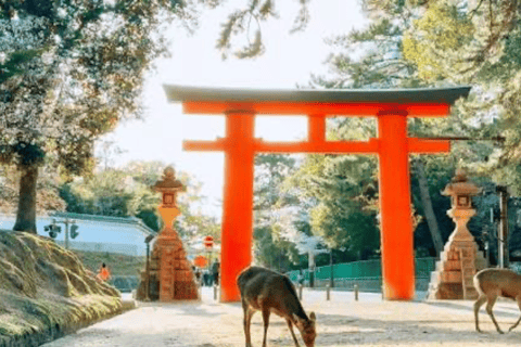Nara: Private Full-Day Tour with Licensed Guide