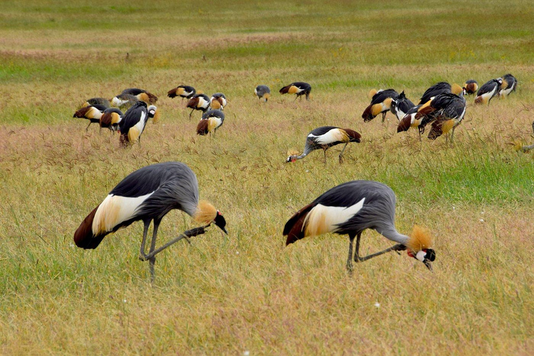 4-Day Tanzania Safari: Tarangire, Ngorongoro With Pickup