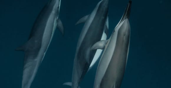 Mauritius Le Morne: Eco-Friendly Dolphin Watching Tour