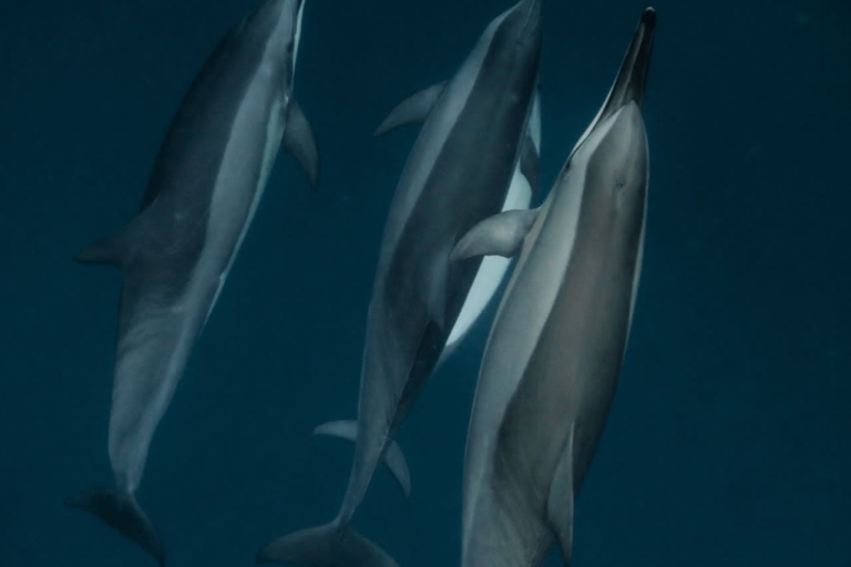 Excursión ecológica de avistamiento de delfines en Mauricio Le MorneExcursión ecológica de avistamiento de delfines en Mauricio Le Morne, Ma